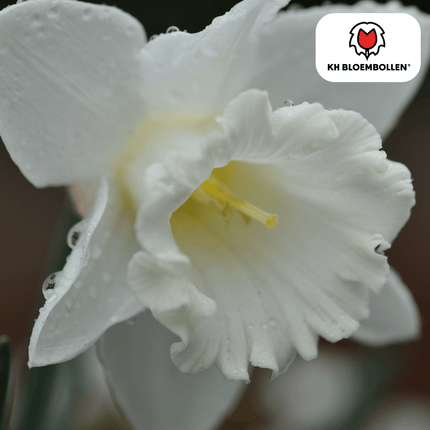 Narcisos Snow Baby, 20 unidades