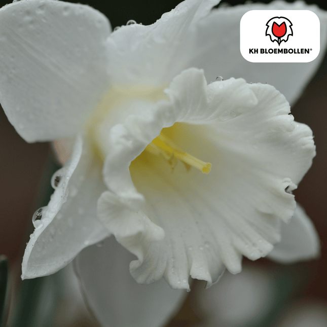 Narcisi Snow Baby, 20 pezzi