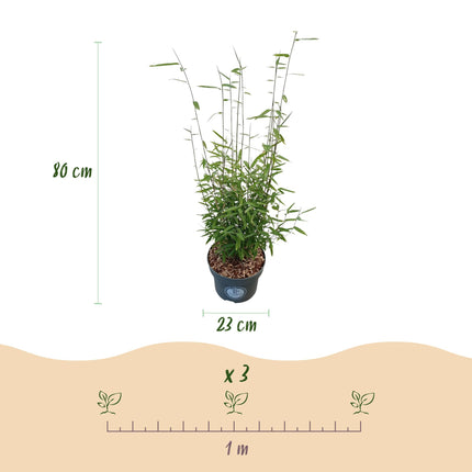 Fargesia nitida Black Dragon - Niet Woekerende Bamboe - ↕80cm - Ø23cm
