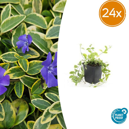 Vinca minor 'Aureovariegata' - Kleine Maagdenpalm - ↕10-25cm - Ø9cm - 24x