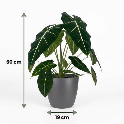 Alocasia Frydek - Elephant Ear - with grey pot - ↕60cm - Ø19cm