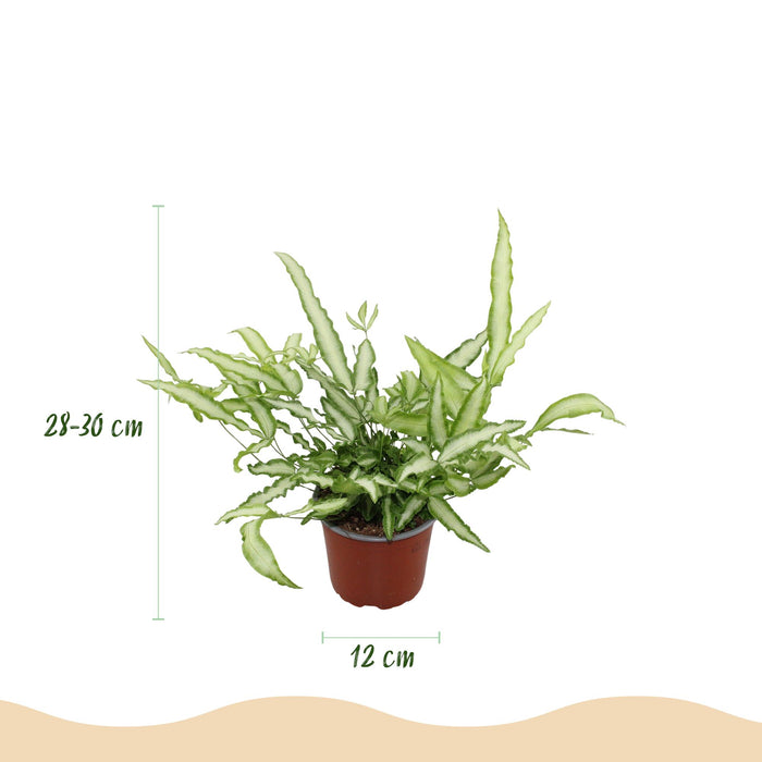 Pteris cretica Albolineata - Lintvaren - met grijze plantenpotten - ↕20cm - Ø12cm - 4x