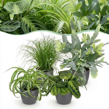 Box de plantes - Chlorophytum - Cyperus - Phlebodium - Marantha - avec pots de fleurs gris - ↕25cm - Ø12cm - 4x
