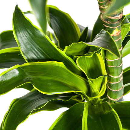 Dracaena Deremensis Dorado with basket - ↕120-140cm - Ø24cm