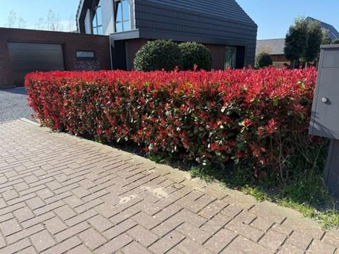 Haagplanten - Photinia fraseri Carre Rouge - blad rood groen - 8 planten - 1 strekkende meter - groenblijvend - pot 9cm hoogte 30-35cm