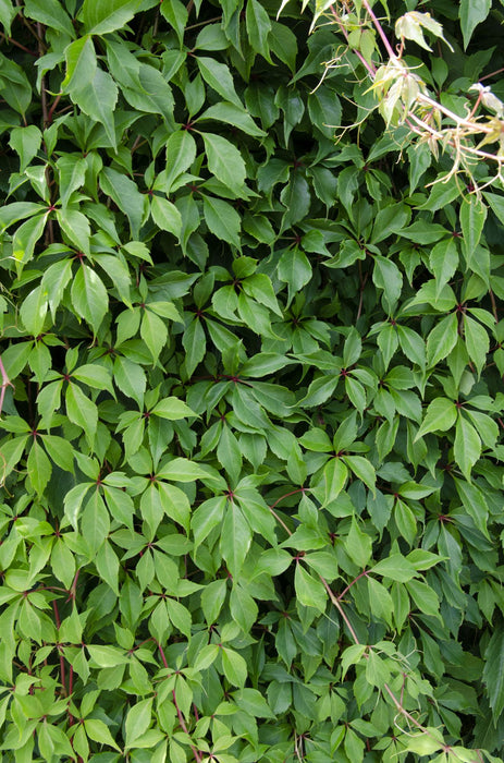 Parthenocissus Quinquefolia 'Engelmannii' - Wilde Wingerd - ↕65cm - Ø15cm - 4x