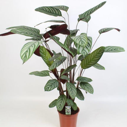 Ctenanthe Oppenheimiana - ↕100cm - Ø21cm