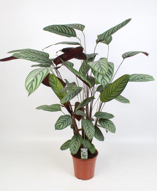 Ctenanthe Oppenheimiana - ↕100cm - Ø21cm