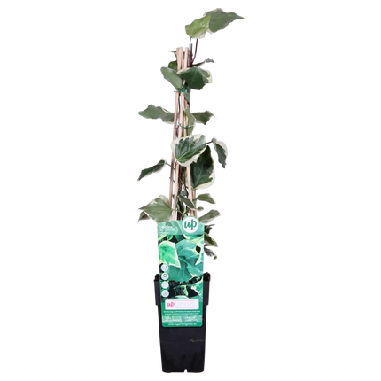 Hedera Algeriensis 'Gloire de Maren' - Klimop - ↕65cm - Ø15cm
