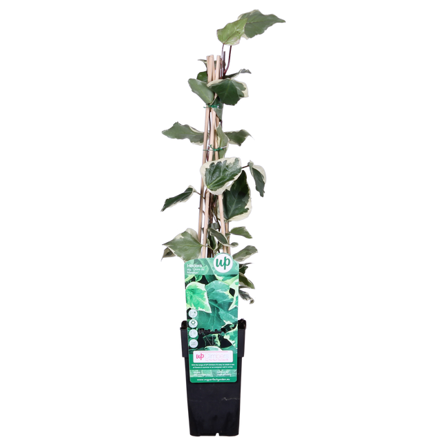 Hedera Algeriensis 'Gloire de Maren' - Klimop - ↕65cm - Ø15cm