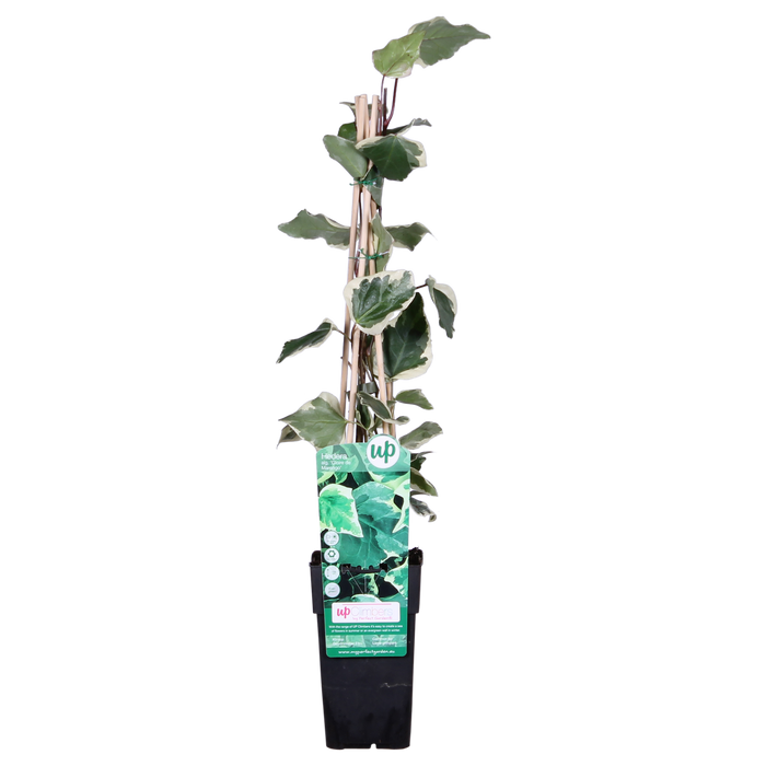 Hedera Algeriensis 'Gloire de Maren' - ↕65cm - Ø15cm