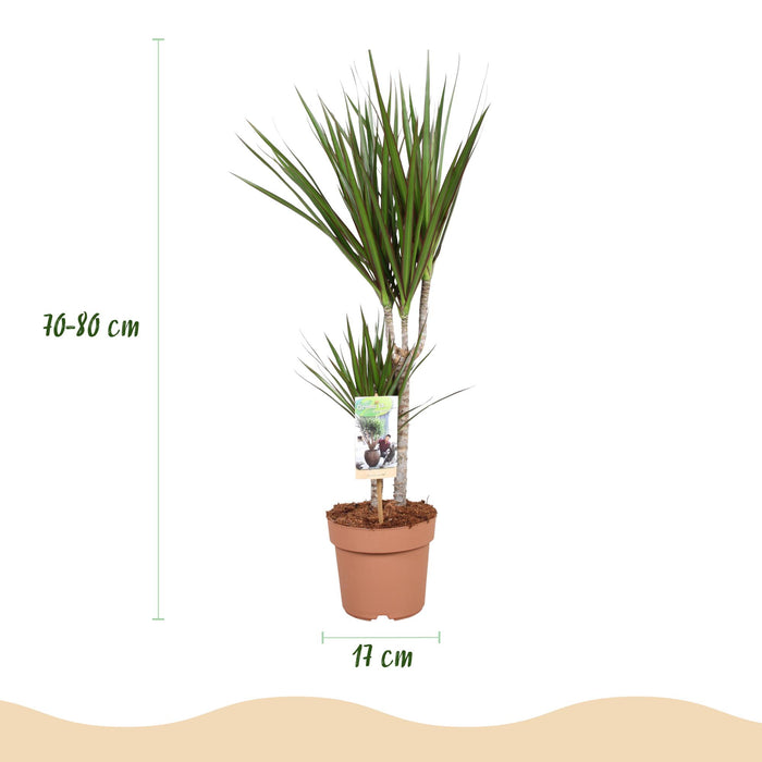 Dracaena Marginata - Drakenbloedboom - ↕70-80cm - Ø17cm - 2x