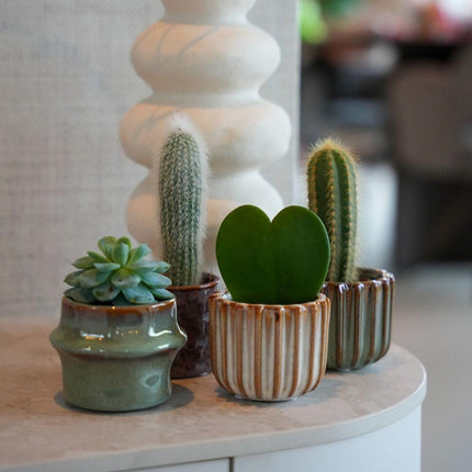Plant set van 6 met pot set San Juan - plant mix - Ø6cm