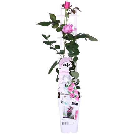 Rosa Crazy in love 'Pink' - Roze Roos - ↕65cm - Ø15cm