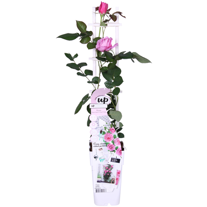Rosa Crazy in love 'Pink' - Roze Roos - ↕65cm - Ø15cm