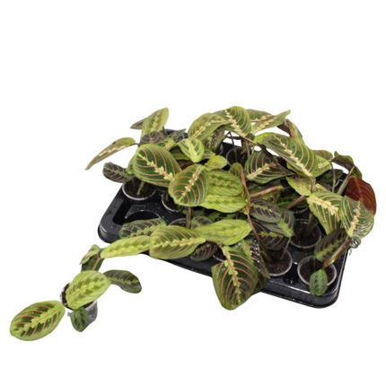 Maranta Fascinator Tricolor - Gebedsplant - Groen - Tropisch - Ø6cm - ↕12cm