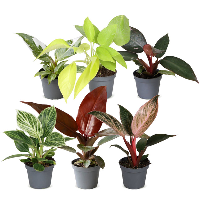 Baby Philodendron Family 6x - Wit - Roze - Geel - Groen - Rood - Tropisch - Ø6cm - ↕10-15cm
