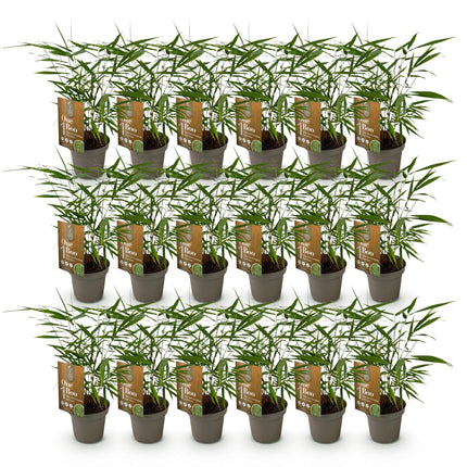 Bamboe - Fargesia Asian Wonder - Niet Woekerend - Groen - ↕35cm - Ø14cm - 18x