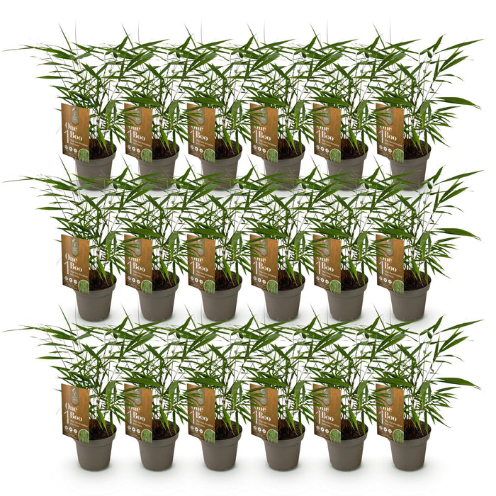 Bamboe - Fargesia Asian Wonder - Niet Woekerend - Groen - ↕35cm - Ø14cm - 18x