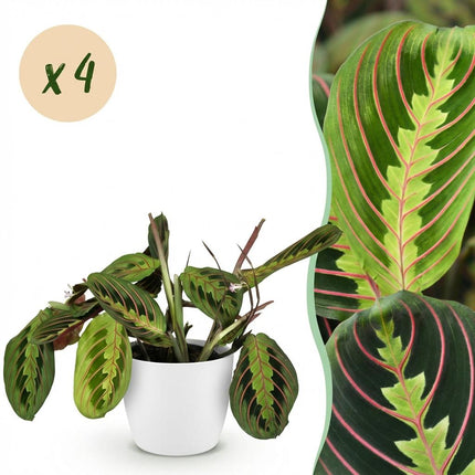 Maranta Fascinator Tricolour - Gebedsplant - met witte plantenpotten - ↕25cm - Ø12cm - 4x