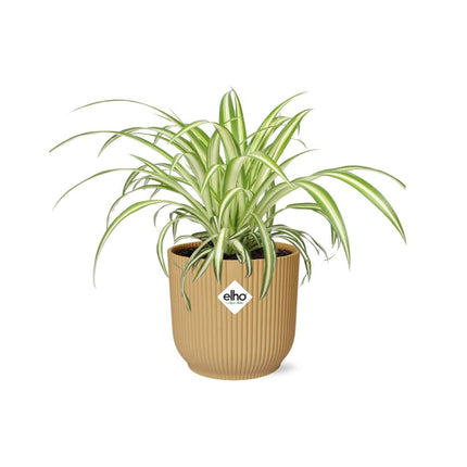 Chlorophytum Comosum Variegate en amarillo elho Vibes Fold - ↕10-20cm - Ø14cm