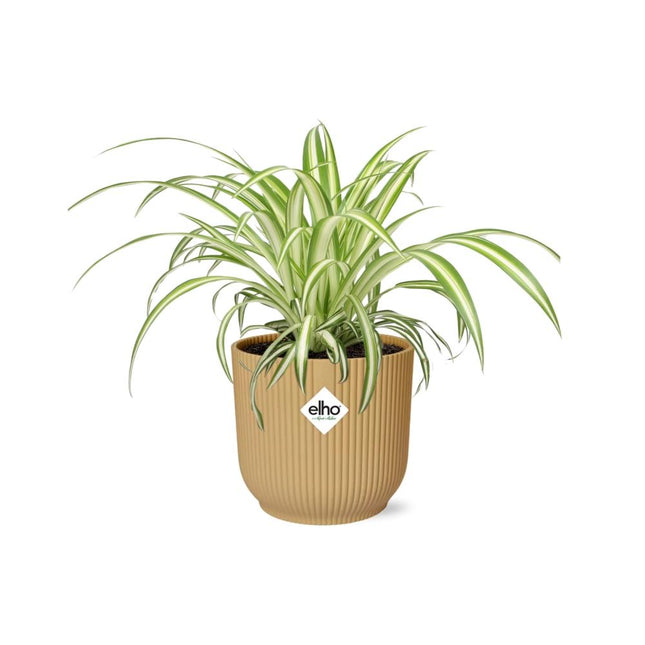 Chlorophytum Comosum Variegatum i gul elho Vibes Fold - ↕10-20cm - Ø14cm