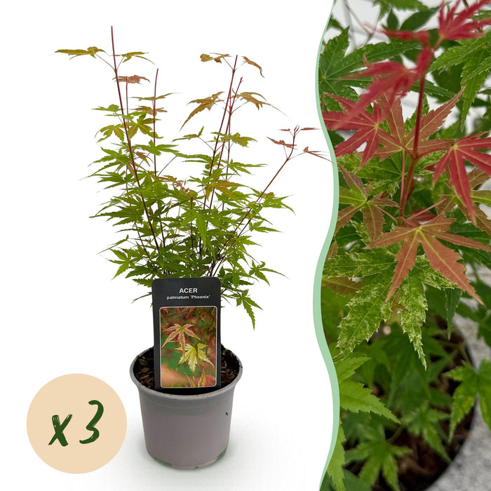 Acer palmatum Phoenix - Rosa - 3 Pflanzen - Laubabwerfend - Pflegeleicht - Topf 12 cm, Höhe 35 cm