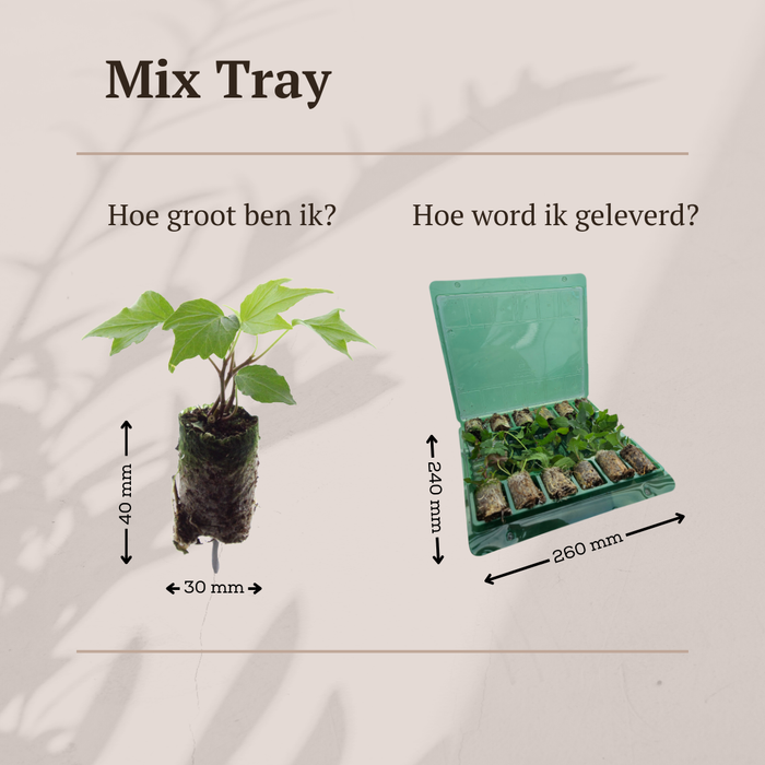 Mix Tray – 12 Pluggen | Laat je Verrassen door een Kleurrijke Plantenmix!