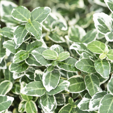 Euonymus fortunei 'Emerald Gaiety' - Cappello del cardinale - ↕10-25cm - Ø9cm - 48x