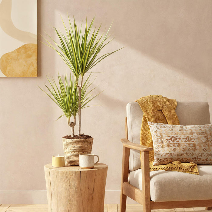 Dracaena Sunray - Drakenbloedboom - ↕70-75cm - Ø17cm - 2x