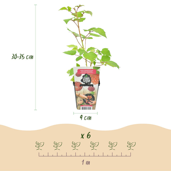 Raisin du Japon (Rubus phoenicolasius) - Rustique - 6 plants - Pot de 9 cm - Baies rouges