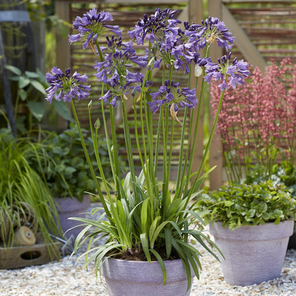 Agapanthus 'Poppin Purple' - lilia afrykańska - ↕30cm - Ø19cm