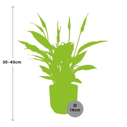 Spathiphyllum 12cm Torelli in elho Vibes Fold Ø14cm yellow