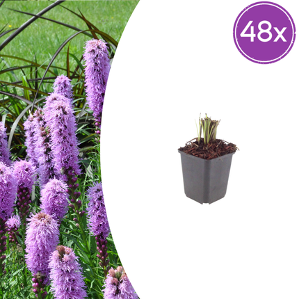 Liatris spicata - Knopige slangenwortel - ↕10-25cm - Ø9cm - 48x