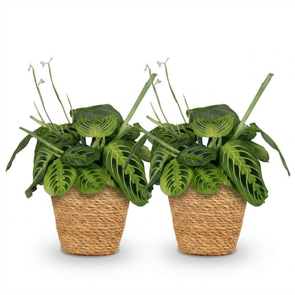 Maranta Fascinator Lemon Lime - Pianta della preghiera - con cestino - ↕25cm - Ø12cm - 2x
