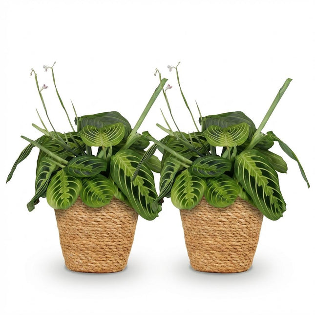 Maranta Fascinator Lemon Lime - Gebedsplant - met Mand - ↕25cm - Ø12cm - 2x