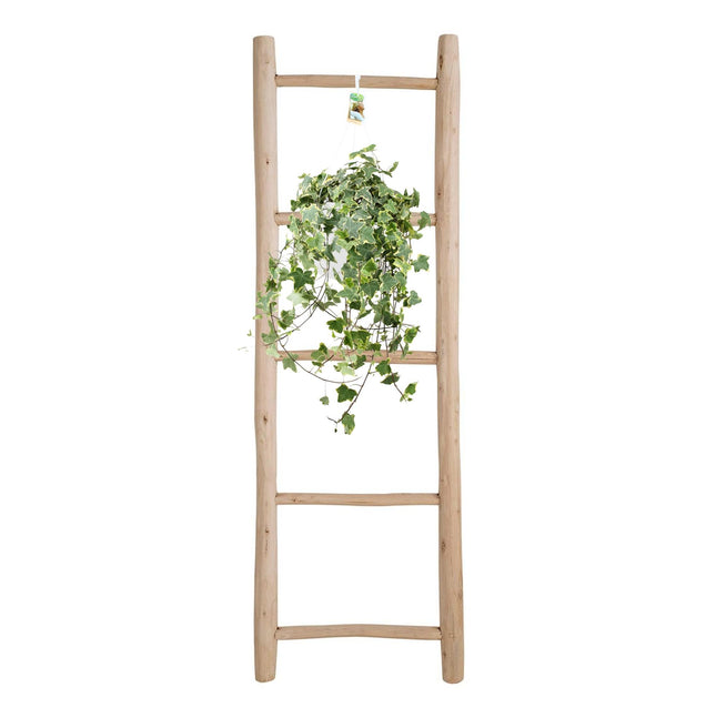 Hedera Helix Gold Bambino - Peso/XXL - ↕55cm - Ø24cm