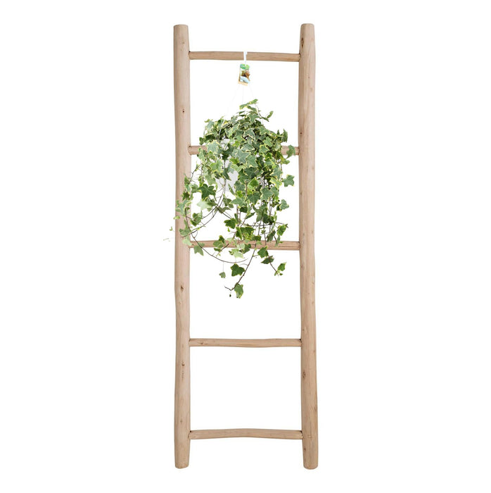 Hedera Helix Gold Child - Hang/XXL - ↕55cm - Ø24cm