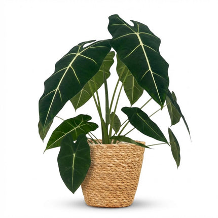 Alocasia Frydek - Elephant Ear - with Basket - ↕60cm - Ø19cm