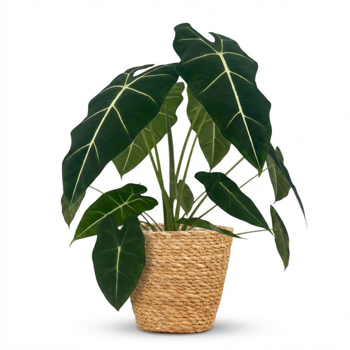 Alocasia Frydek - Olifantsoor - met Mand - ↕60cm - Ø19cm