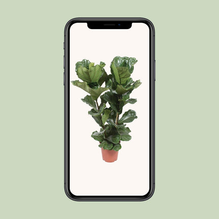 Ficus Lyrata - ↕100cm - Ø27cm