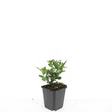 Aster ageratoides 'Stardust' - ↕10-25cm - Ø9cm - 48x