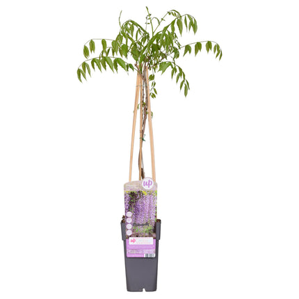 Wisteria floribunda 'Naga Noda' - Glicina morada - ↕65cm - Ø15cm