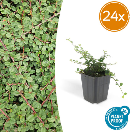 Cotoneaster Procumbens 'Queen of Carpets' - ↕10-25cm - Ø9cm - 24x