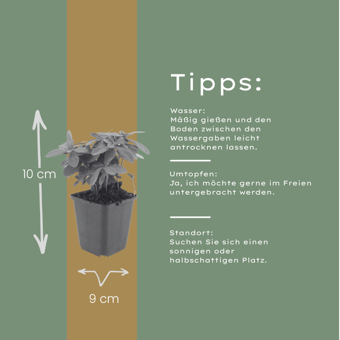 12x Euphorbia amygdal. robbiae - ↕10-25cm - Ø9cm