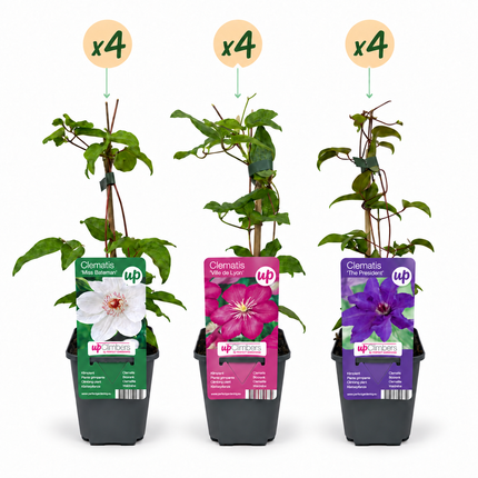 Clematis Tricolour - Driekleurige bosrank 12x - Paars - Roze - Wit - Klimplant - Ø9cm - ↕35cm
