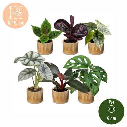 Baby Planten Jungle Mix - Diversen 6x - Tropisch - incl. Linnea Honey - Ø6cm - ↕10-15cm