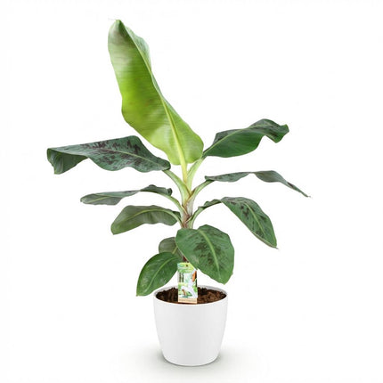 Musa acuminata Dwarf Cavendish - Banana plant - with white plant pot - ↕70-75cm - Ø21cm