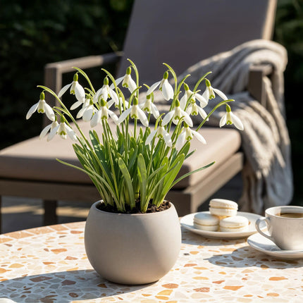 Bulbes de Galanthus elwesii - Blanc - 25 bulbes - Calibre 5/6 - Paquet XXL
