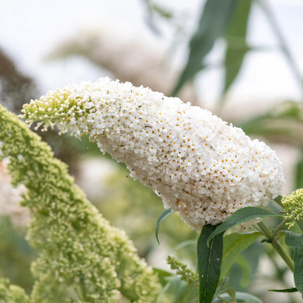 Schmetterlingsstrauch (Buddleja davidii 'White Profusion') – Weiße Blüte – ↕25 cm – Ø17 cm – 1 Stück